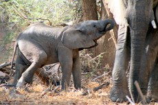 Afrikanischer_Elefant_30.JPG